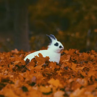 ͼƬ